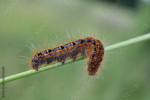 Fluffy caterpillar walking on the edge