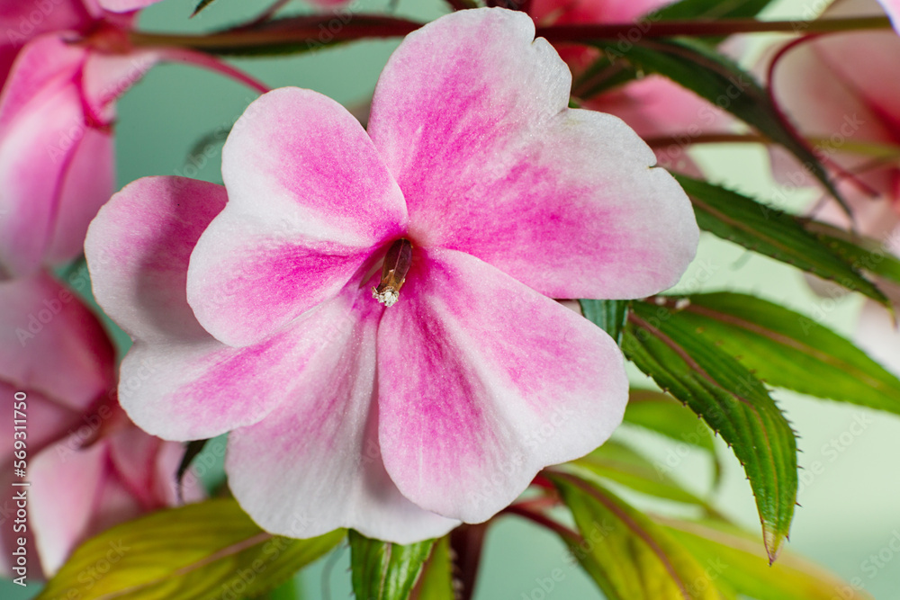 impatien Hawkeri New Guinea Impatiens. pink flower macro. Close-up
