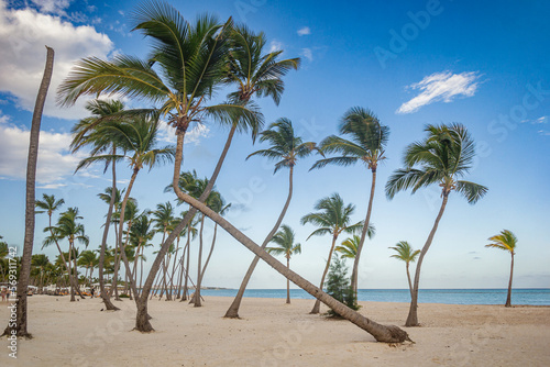 Palmera torcida en Playa Juanillo  Punta Cana - Rep  blica Dominicana