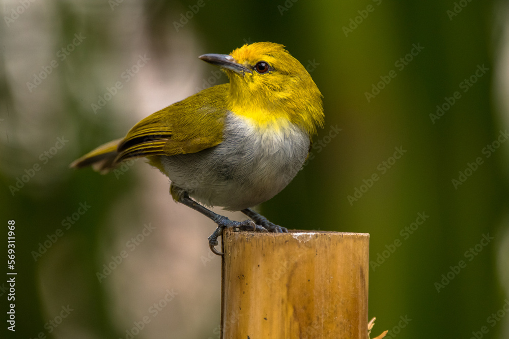 Fototapeta premium The yellow-ringed white-eye (Heleia wallacei)