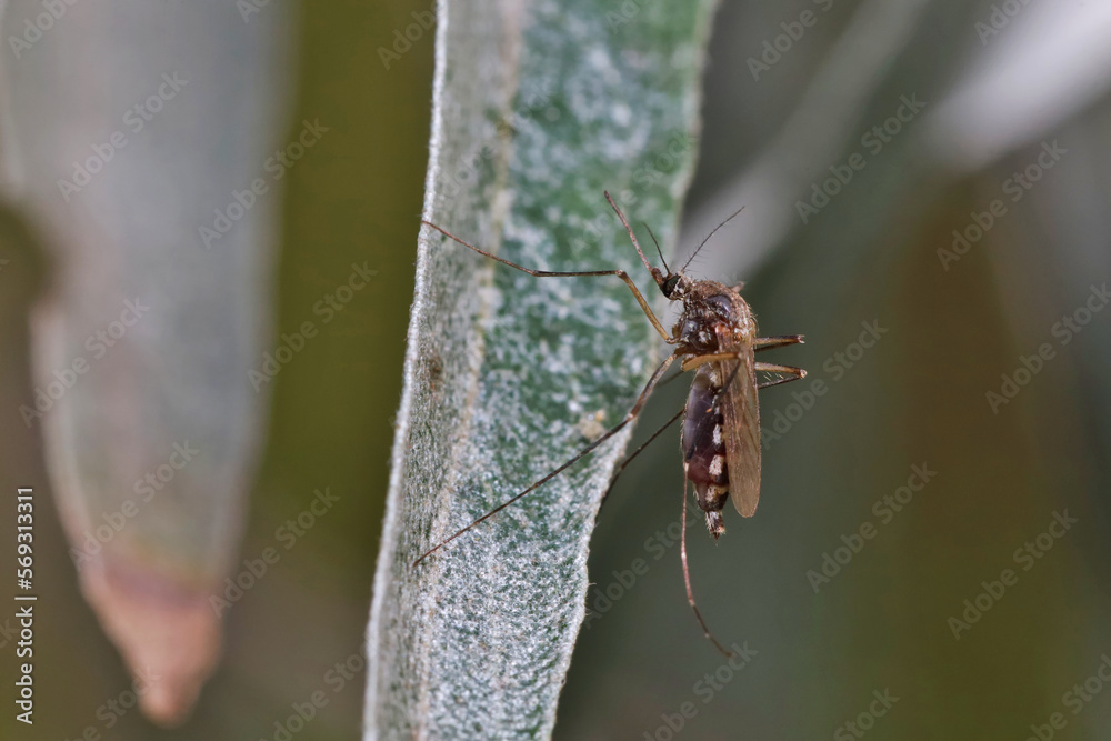 A mosquito is resting on a green leaf of grass.
Male and female mosquitoes feed on nectar and plant juices, but females can suck animal blood.
A mosquito is resting on a green leaf of grass.
Male and female mosquitoes feed on nectar and plant juices, but females can suck animal blood.
