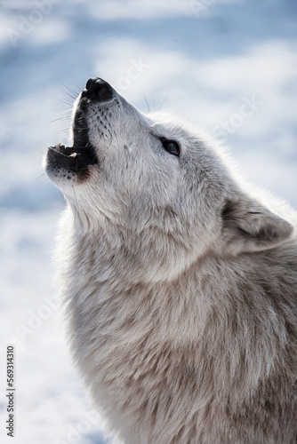 Arctic wolf (Canis lupus tundrarum) photo