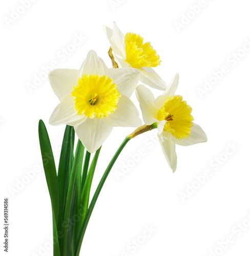 Spring floral border  beautiful fresh daffodils flowers  isolated on white background. Selective focus 
