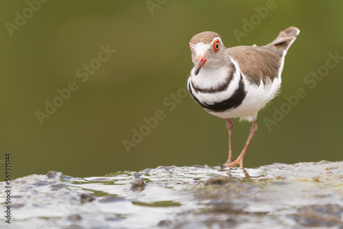 Three-banded plover, or three-banded sandplover - Charadrius tricollaris wading in water. Photo from Kruger National Park in South Africa. Copyspace on left side. photo