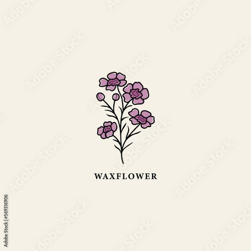 Line art waxflower branch drawing