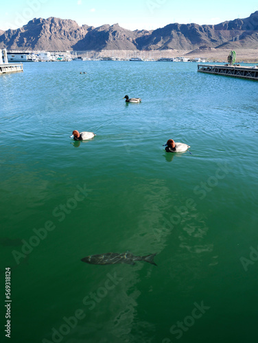 Canvas Print Wild animal and fish in Lake Mead