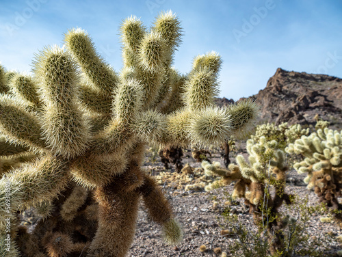 Photography Cholla Cactus