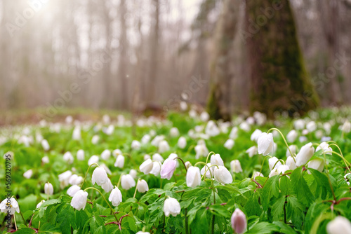 Beautiful white flowers of anemones in spring forest in nature. Spring morning forest.
