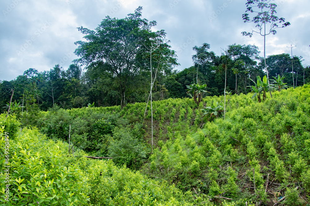 Illicit crops in Colombia, coca leaf plants for the production of narcotics. Illicit crops in Colombia, coca leaf plants for the production of narcotics.