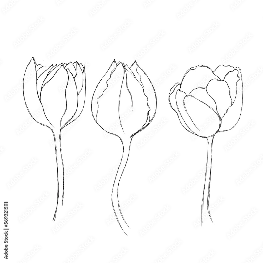 Tulip flower continuous line drawing. One line art. minimalism sketch ...