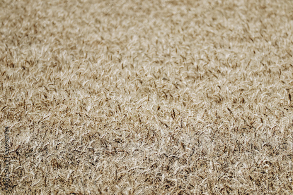 View of a rye field on a summer day, partly out of focus View of a rye field on a summer day, partly out of focus
