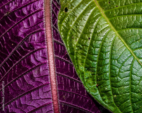 Green and pink leaf in detail