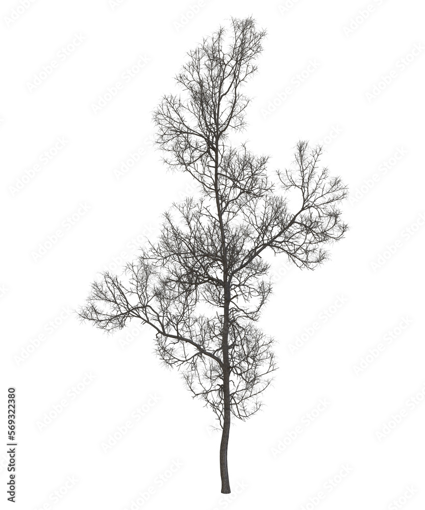 Fototapeta premium albero senza foglie e con foglie arancioni verde trasparente isolato
