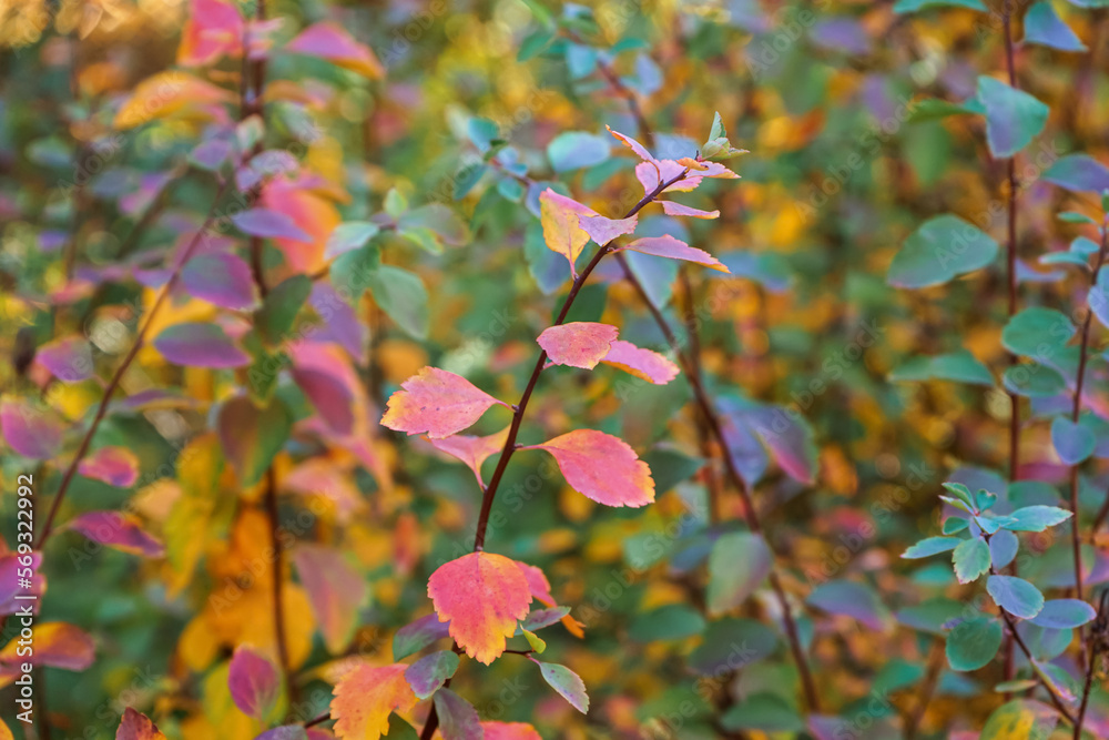 Plant branches with beautiful autumn leaves outdoors Plant branches with beautiful autumn leaves outdoors