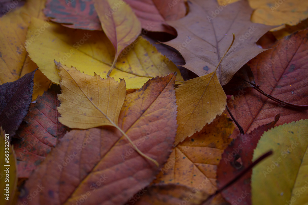 autumn leaves. leaves of different trees. background autumn leaves. leaves of different trees. background