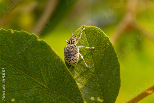 Cydianerus latruncularius, coleóptera. Um besouro branco andando na beirada de uma folha verde. photo