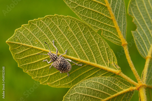 Cydianerus latruncularius, coleóptera. Um besouro branco andando por trás de uma folha verde.