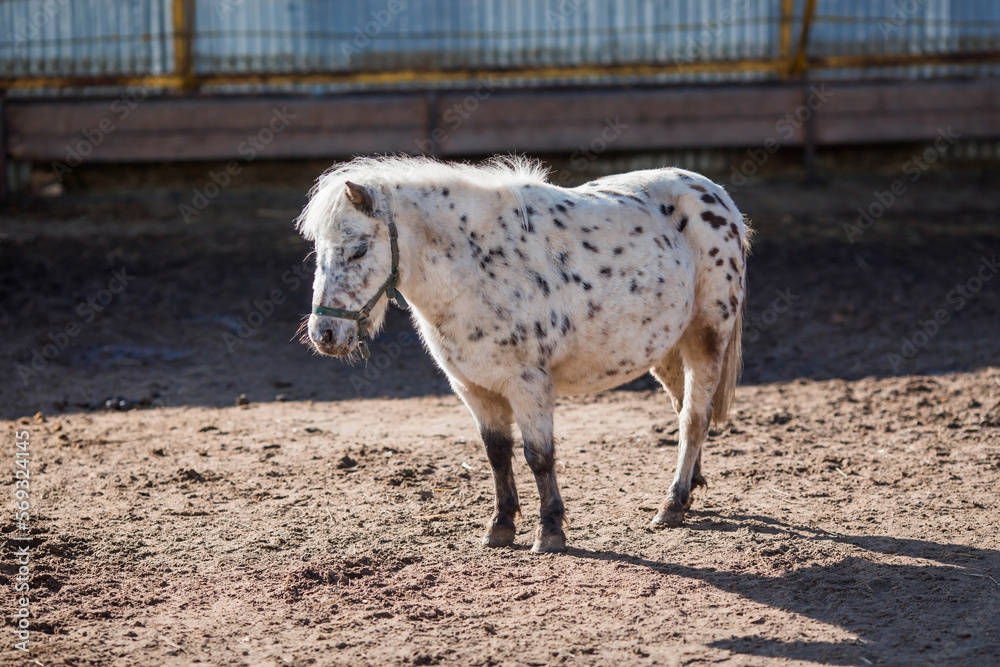 A breed of decorative dwarf horses. Cute little mini pony on the farm. Close-up of an animal portrait. A breed of decorative dwarf horses. Cute little mini pony on the farm. Close-up of an animal portrait.
