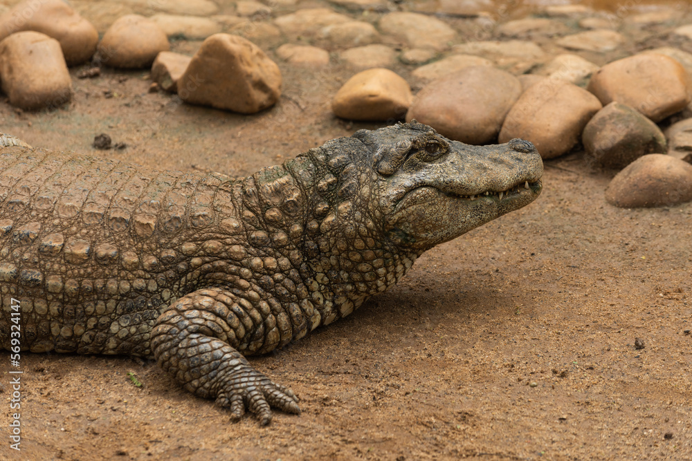 Brazilian alligator with its reflection in pond trying to escape the heat Brazilian alligator with its reflection in pond trying to escape the heat
