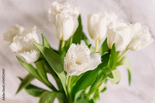 Fresh spring tulips bouquet on mother's day, white beautiful color