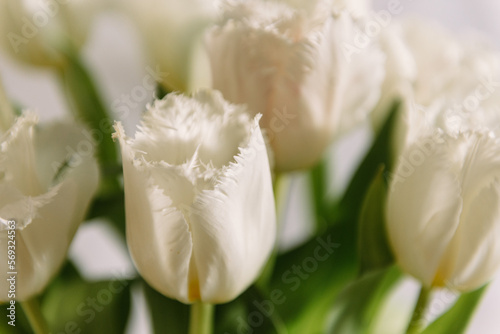 Fresh spring tulips close-up, white beautiful color