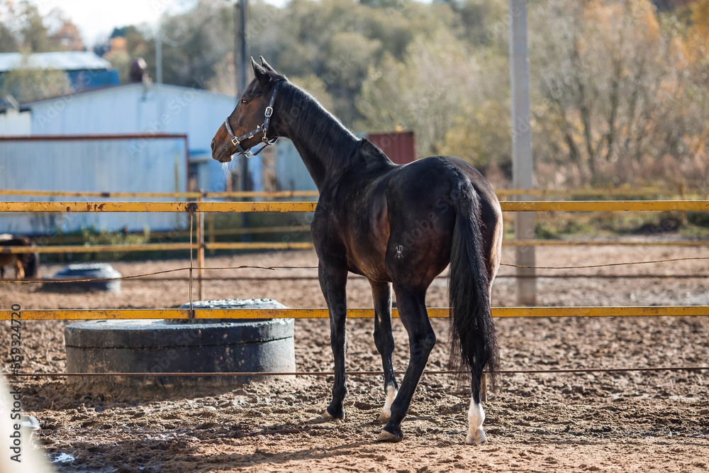 A beautiful portrait of a horse in a paddock on a ranch, on a private eco-farm or in a contact zoo. Animal husbandry. Love for animals. A beautiful portrait of a horse in a paddock on a ranch, on a private eco-farm or in a contact zoo. Animal husbandry. Love for animals.
