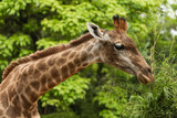 Close-up giraffe head on green leaves background. Giraffes head against green tree. Giraffe portrait, close up
