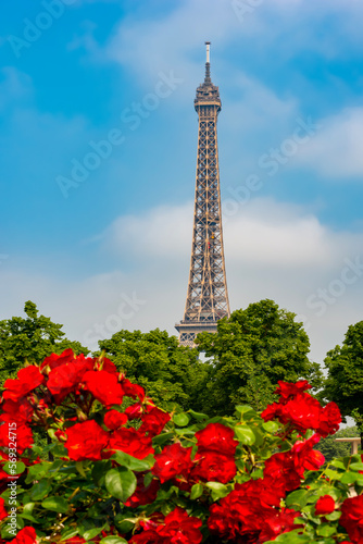 Blooming roses in spring with Eiffel tower at background, Paris, France