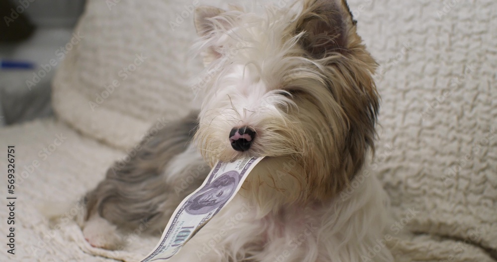 Funny dog holds a dollar bill in his mouth. The dog chews dollar money