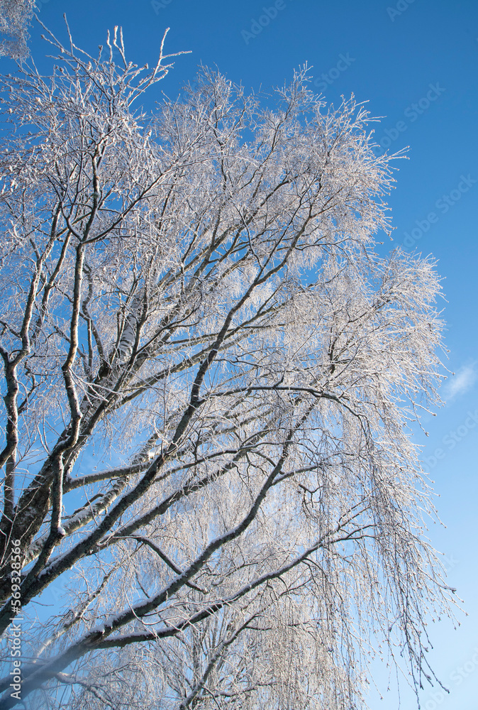 snow covered tree snow covered tree