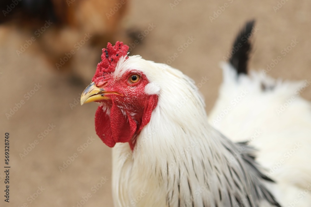 portrait chicken 