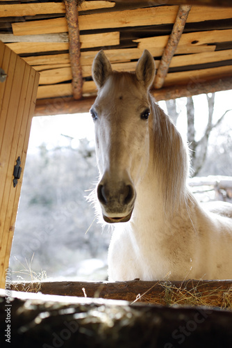 horses in the stable