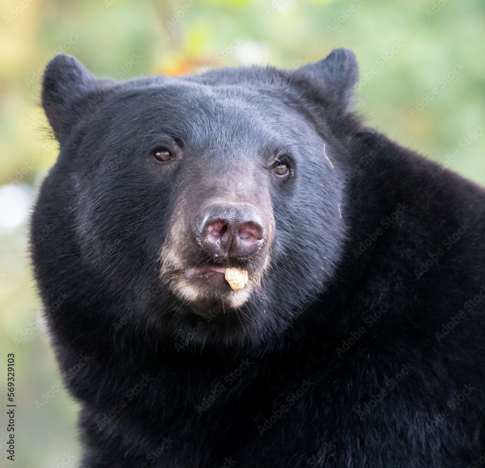 A portrait of A North American Black bear A portrait of A North American Black bear