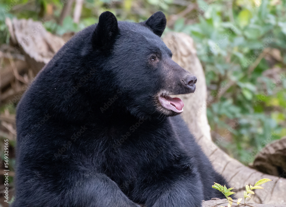 A portrait of A North American Black bear A portrait of A North American Black bear