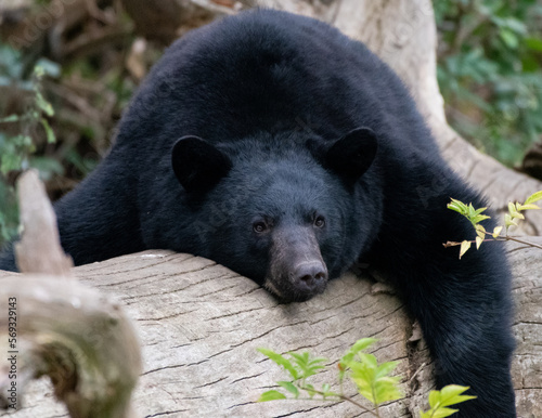 A portrait of A North American Black bear photo