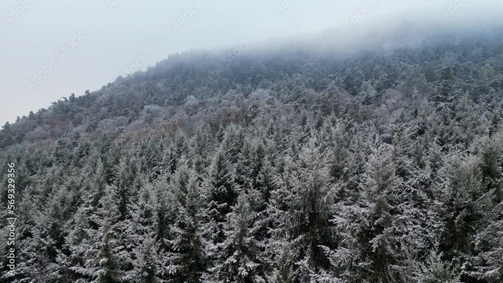 Vue aérienne d'une forêt de sapins sous la brume Vue aérienne d'une forêt de sapins sous la brume