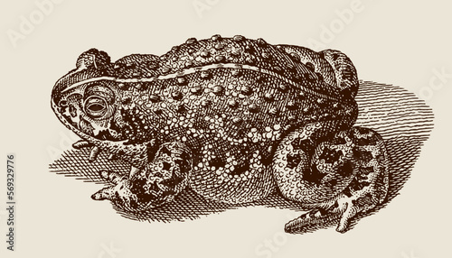 natterjack toad epidalea calamita in top view sitting on the ground, after antique copperplate from 18th century photo