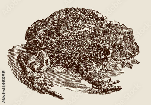 European green toad bufotes viridis in top view sitting on the ground, after antique copperplate from 18th century