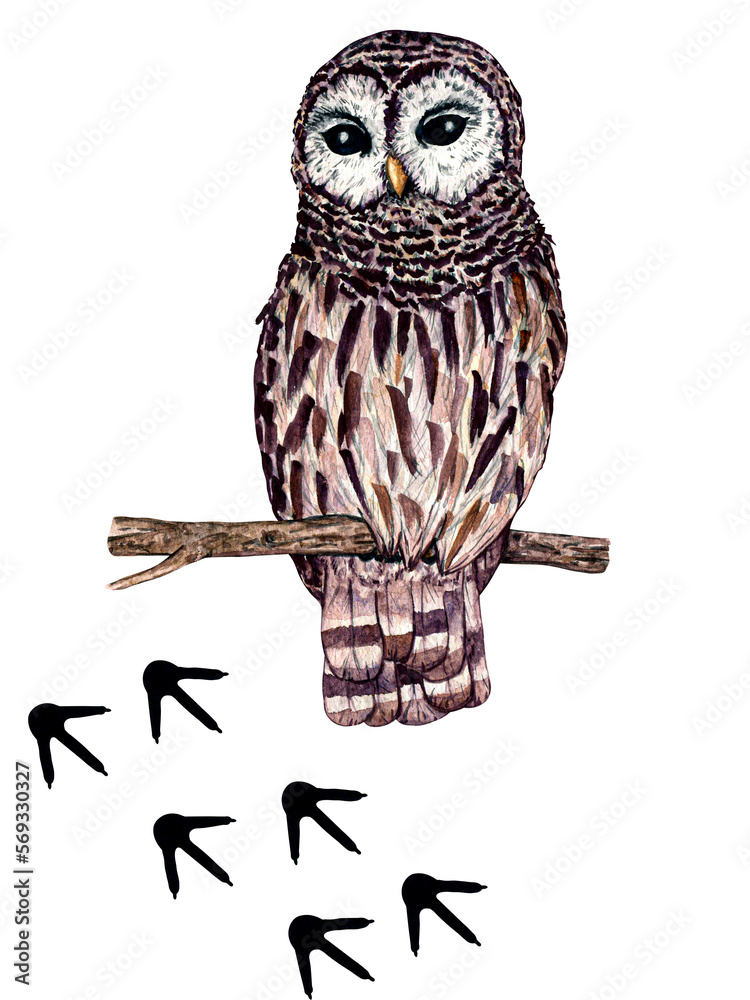 Naklejka premium Watercolor wild forest animal footprints. Illustration owl. Woodland illustration for kids design.
