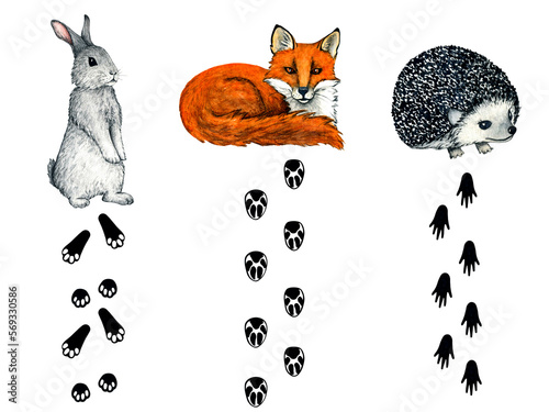 Watercolor wild forest animal footprints. Illustration fox, hedgehog, hare, rabbit for kids design.