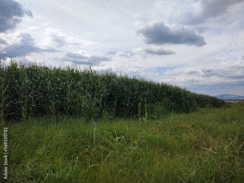 Nice field in sunny day: cornfield.