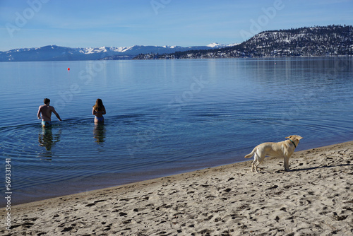 a young couple of courageous people dipping in freezing cold water of  Lake Tahoe, CA, USA on a sunny winter day with their yellow lab watching