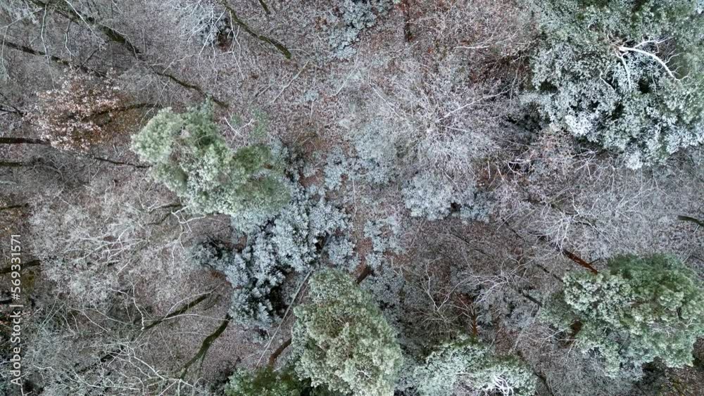 Vue aérienne d'une forêt blanchie par les premières neiges en Alsace