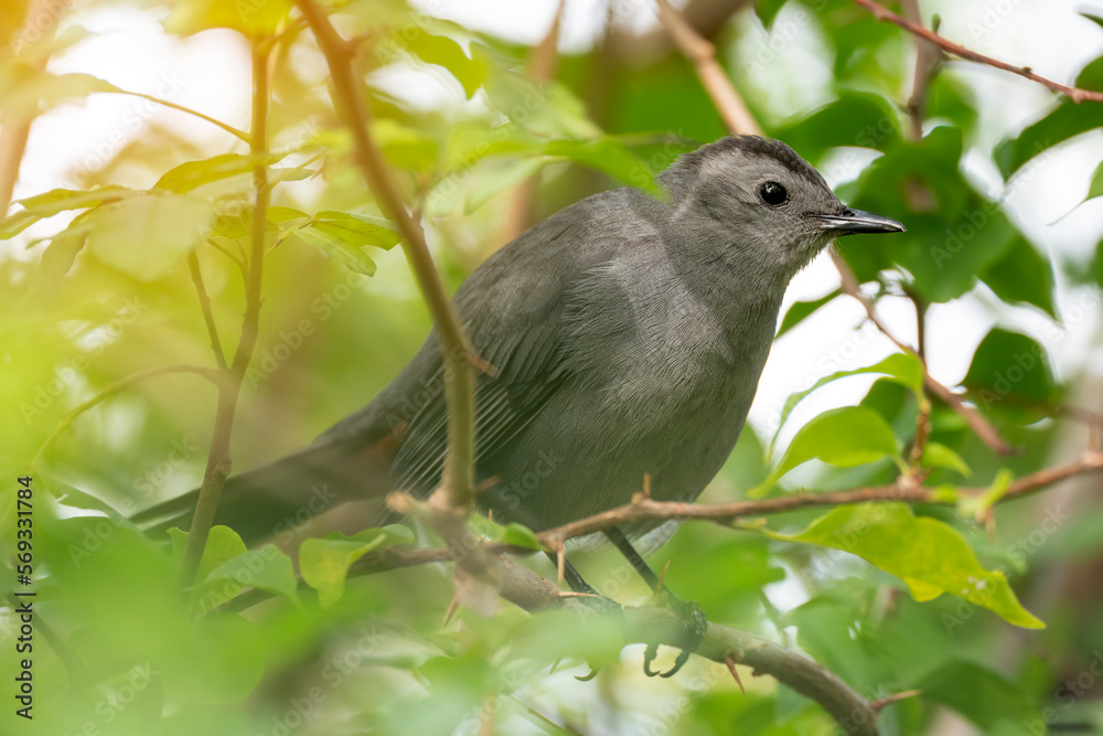 A Gray Catbird bird perched on a tree branch in summer Florida shrubs A Gray Catbird bird perched on a tree branch in summer Florida shrubs