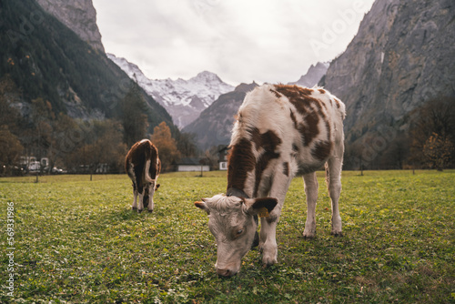 Cows in Switzerland