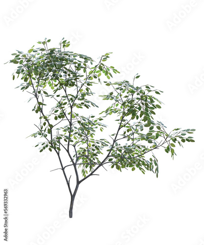 albero  senza foglie e con foglie arancioni verde trasparente isolato