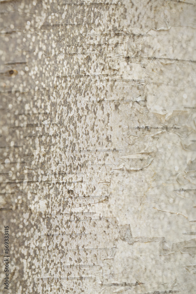 White and gray, birch textured composite photo