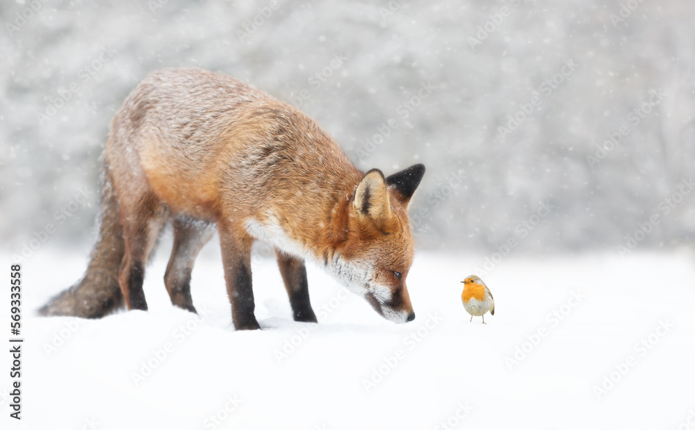 Red fox with a robin in the falling snow in winter Red fox with a robin in the falling snow in winter