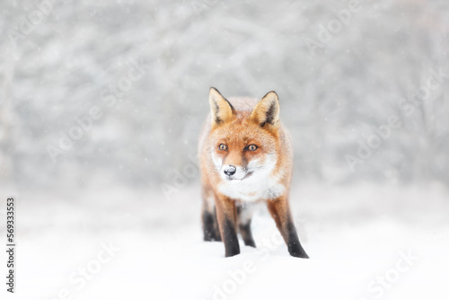 Close-up of a Red fox in winter