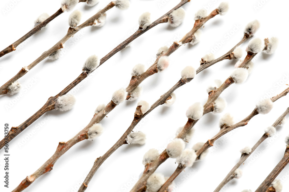 Pussy willow branches isolated on white background Pussy willow branches isolated on white background
